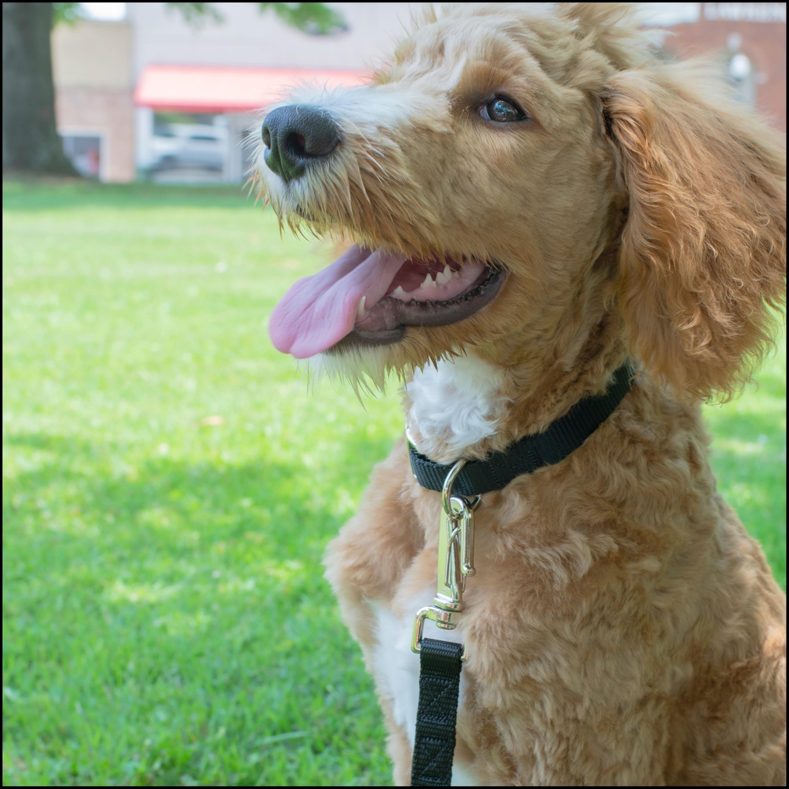 Country Brook Petz Premium Nylon Dog Collar with Metal Buckle for Small Medium Large Breeds - Vibrant 30+ Color Selection (Medium, 3/4 Inch, Black)