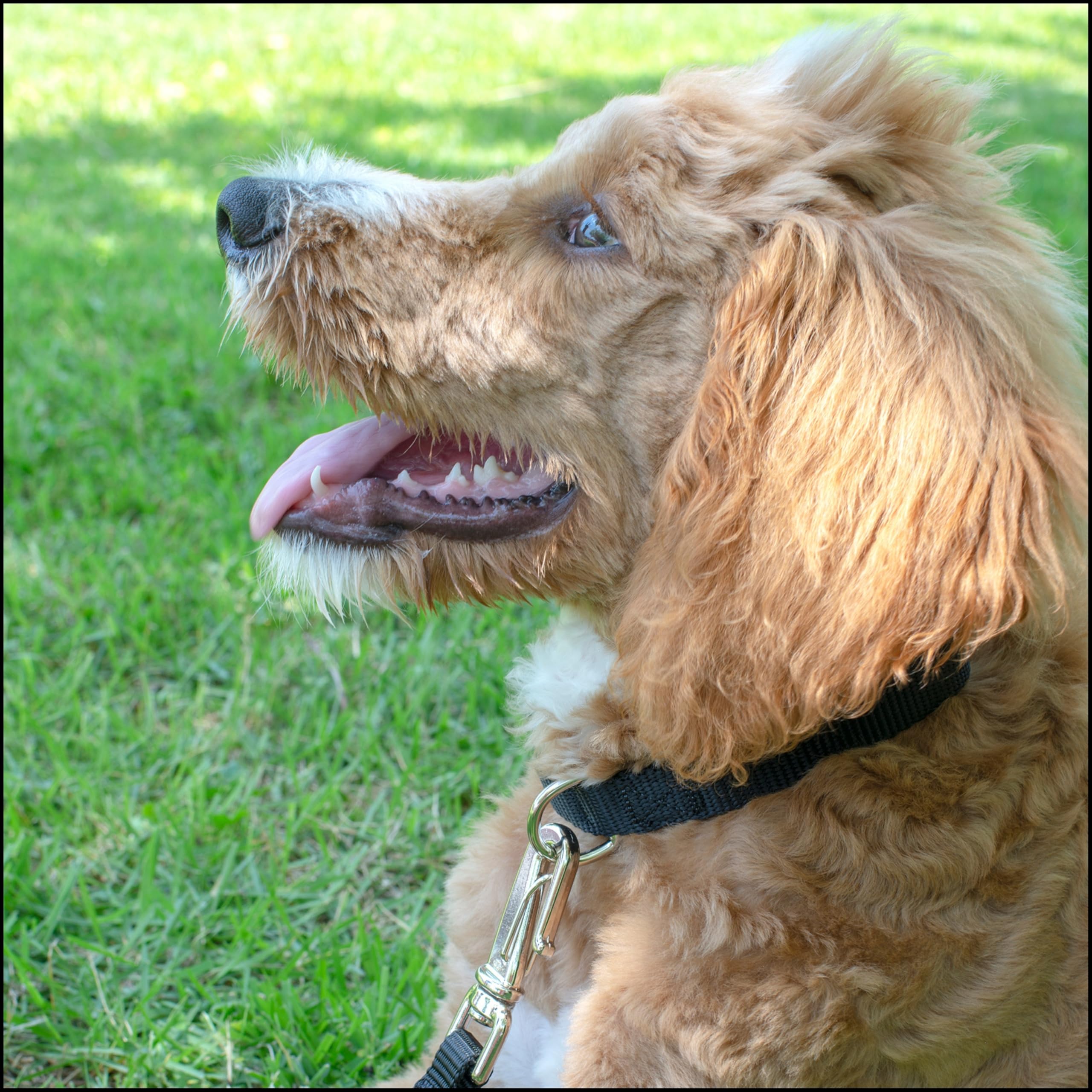 Country Brook Petz Premium Nylon Dog Collar with Metal Buckle for Small Medium Large Breeds - Vibrant 30+ Color Selection (Medium, 3/4 Inch, Black)